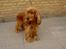 Cocker spaniel Tika - Gad vide hvor længe jeg skal stå her