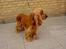 Cocker spaniel Tika - Det er faktisk ret kedeligt, at du ved det!