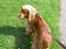Cocker spaniel Tika - Hey, hvorfor stopper vi? Oh, billeder igen!