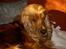 Cocker spaniel Tika - The return of "Zzzzzove"!