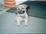 Blanding af racer max <3 - max da han var 8 uger gammel