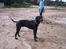 Blanding af racer balder - smukke hund