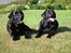 Labrador retriever Balder Død 4/1-06 - Endnu engang Balder og Janus. Denne gang ligger Balder til højre