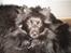 Pomeranian Eddie R.I.P. 24.01.2012 - Eddie putter sammen med vores New Foundlander (djingo)