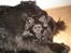 Pomeranian Eddie R.I.P. 24.01.2012 - Eddie ligger sammen med vores New Foundlander