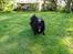 Pomeranian Eddie R.I.P. 24.01.2012 - Eddie klar til at bolden bliver sparket