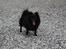 Pomeranian Eddie R.I.P. 24.01.2012 - Eddie klar til sjov