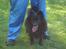 Pomeranian Eddie R.I.P. 24.01.2012 - Eddie