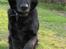 Blanding af racer Trunte (2002-2015) - Maj 2006 - se jeg kan godt give pote!