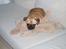 Blanding af racer Obelix (Mops/pekingeser) - Hundi er den bedste! (yndlingsbamsen)