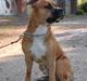 Amerikansk staffordshire terrier Cosmo (Tyson) R.I.P 30-6-2011