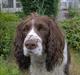 Engelsk springer spaniel Balder