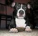 Amerikansk staffordshire terrier Gucci