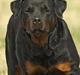 Rottweiler Anna... Mors pige... RIP.