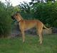 Grand danois great danes Ingha