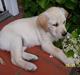 Labrador retriever Sofie