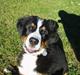 Berner sennenhund Lonnie