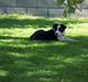 Border collie Chili