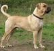 Boerboel ~ Victor ~ R.I.P