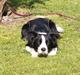 Border collie Chili