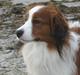 Kooikerhondje Miki