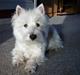 West highland white terrier Cabby