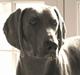 Weimaraner Sønderskoven's Aiko 