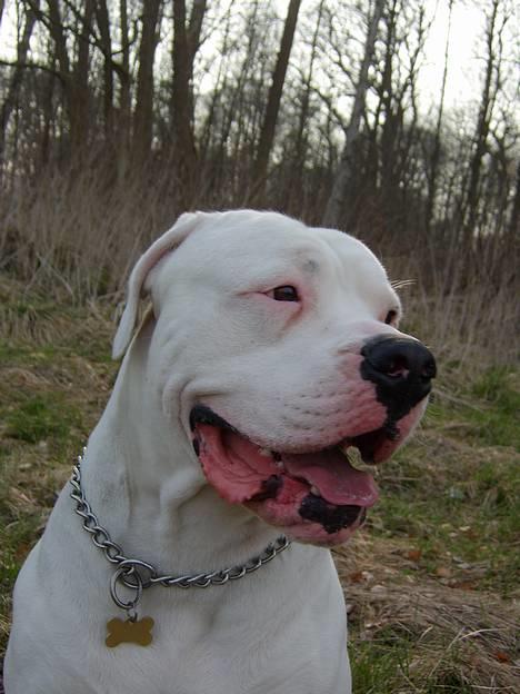 Amerikansk bulldog Oscar - smukke mig!! billede 12