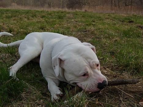 Amerikansk bulldog Oscar - Det her er bare livet! billede 13