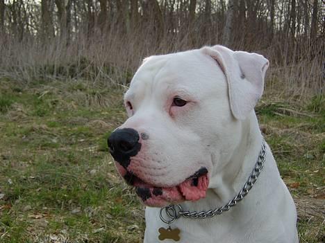 Amerikansk bulldog Oscar - EEEJ se mor!!!! billede 14