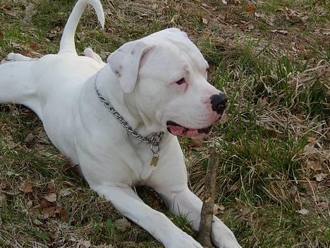 Amerikansk bulldog Oscar - UMM en PIND!!!! billede 15