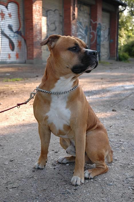 Amerikansk staffordshire terrier Cosmo (Tyson) R.I.P 30-6-2011 billede 1