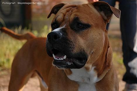 Amerikansk staffordshire terrier Cosmo (Tyson) R.I.P 30-6-2011 - Tyson billede 2