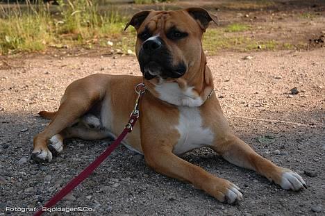 Amerikansk staffordshire terrier Cosmo (Tyson) R.I.P 30-6-2011 billede 3
