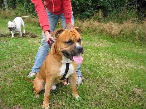 Amerikansk staffordshire terrier Cosmo (Tyson) R.I.P 30-6-2011 billede 4