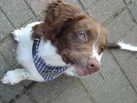 Engelsk springer spaniel mickey - lillebitte mickey  billede 8