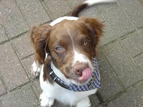 Engelsk springer spaniel mickey billede 9
