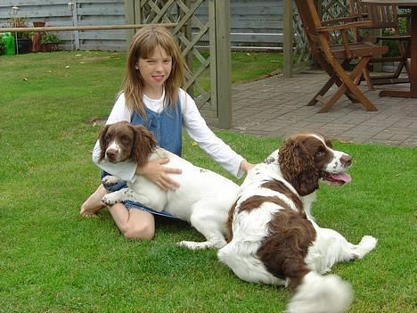 Engelsk springer spaniel mickey - ANNE-METTE, MICKEY OG RICO billede 10