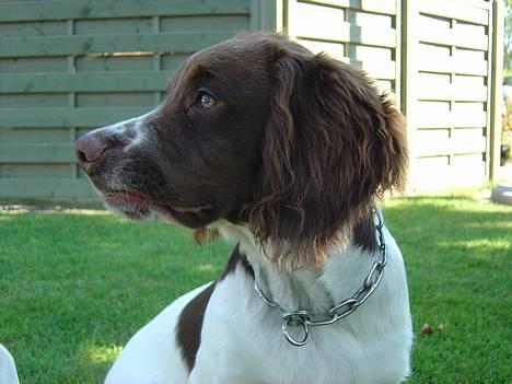 Engelsk springer spaniel mickey - rosenblade legde de med billede 11