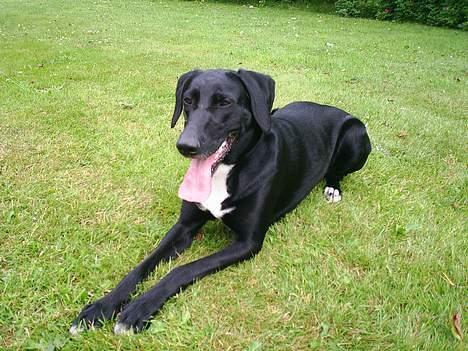 Blanding af racer sascha billede 17