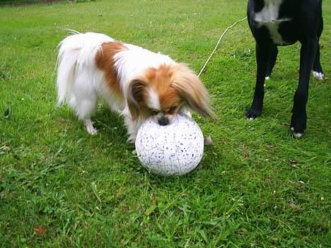 Blanding af racer gismo *nyt og godt hjem* billede 12