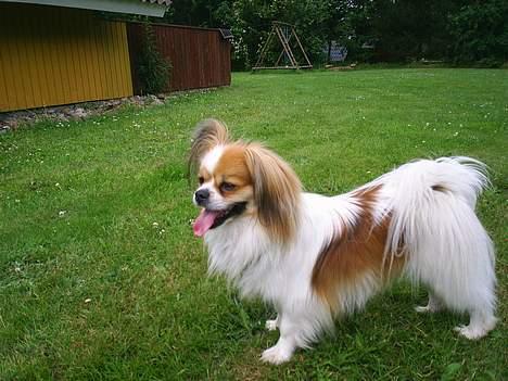 Blanding af racer gismo *nyt og godt hjem* billede 13