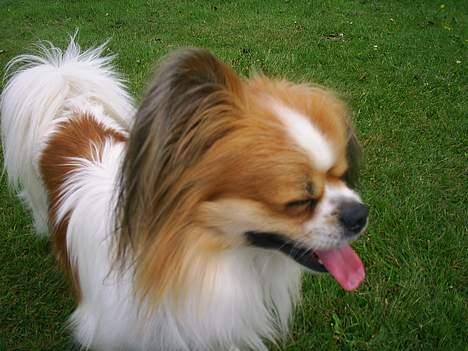 Blanding af racer gismo *nyt og godt hjem* billede 14