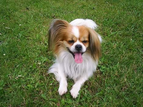 Blanding af racer gismo *nyt og godt hjem* billede 15