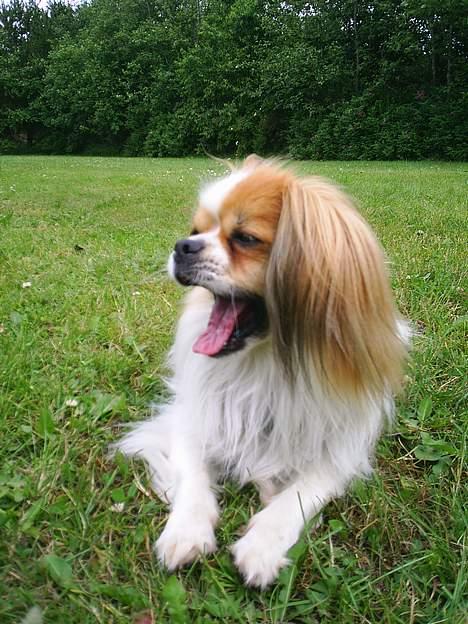 Blanding af racer gismo *nyt og godt hjem* billede 16