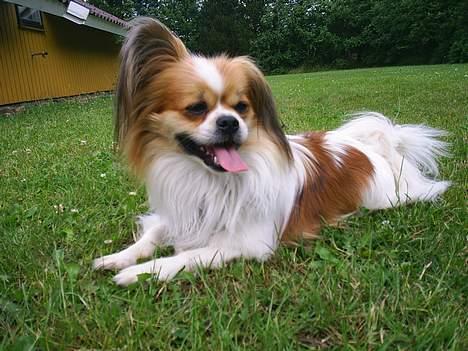 Blanding af racer gismo *nyt og godt hjem* billede 17