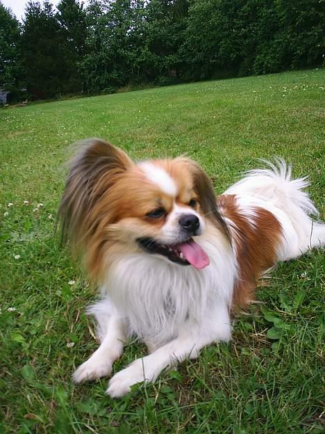 Blanding af racer gismo *nyt og godt hjem* billede 18