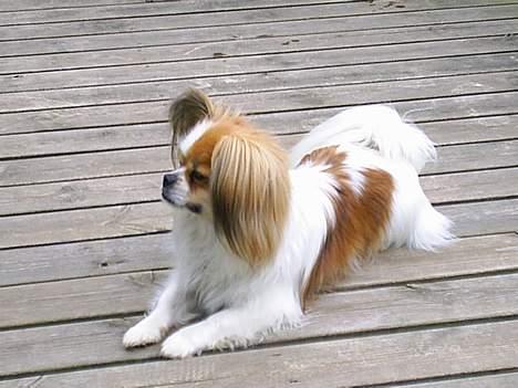 Blanding af racer gismo *nyt og godt hjem* billede 19