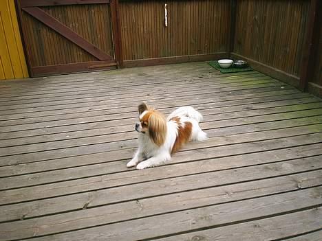 Blanding af racer gismo *nyt og godt hjem* billede 20