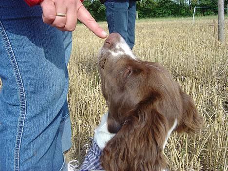 Engelsk springer spaniel mickey billede 12